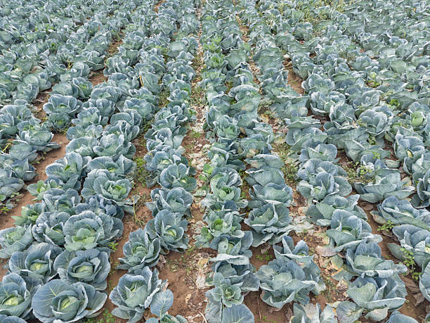 Small business agriculture - cabbage garden