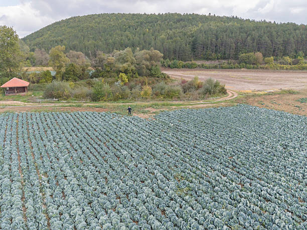 Small business agriculture - farmer at his cabbage garden