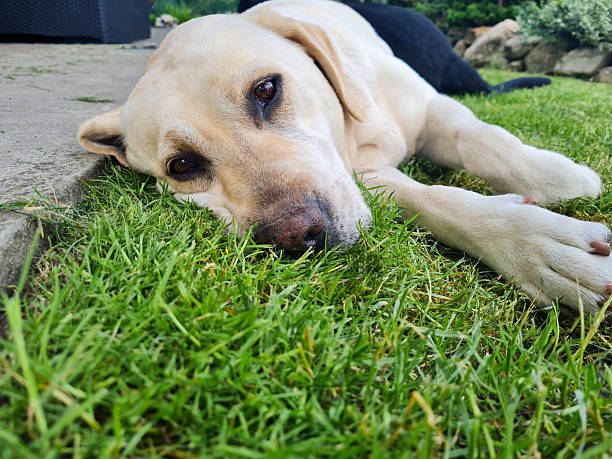 istock Relaxed Labrador Retriever lying on green grass outdoors on a summer day 2240633480