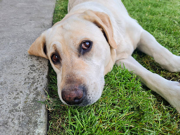 Lazy black labrador dog lying on a wooden floor with evening sun making his sad eyes shine