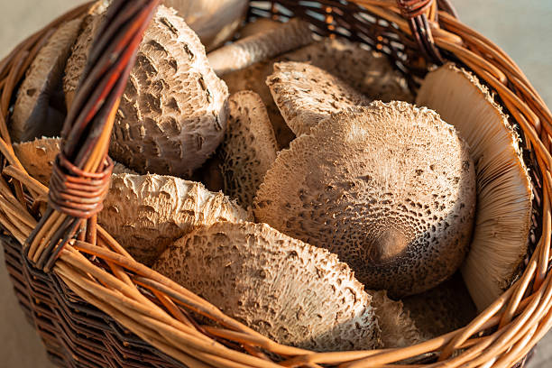 istock A stack of parasol mushrooms (Macrolepiota procera) with characteristic scaly caps 2240633657