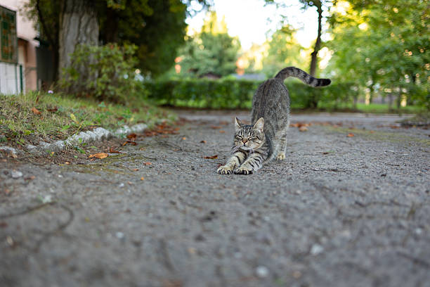 Cat Stretching in Park on Sunny Day