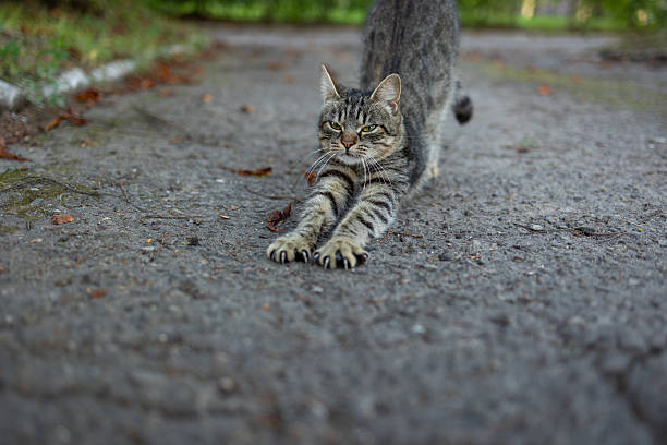 Stretching Cat with Green Eyes on Asphalt