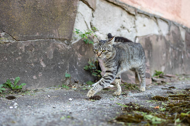 Confident Stray Tabby Cat Walking Outdoors Near Stone Wall