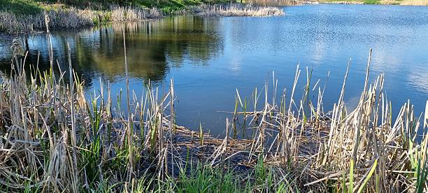 Reed Plants on Lake Shore