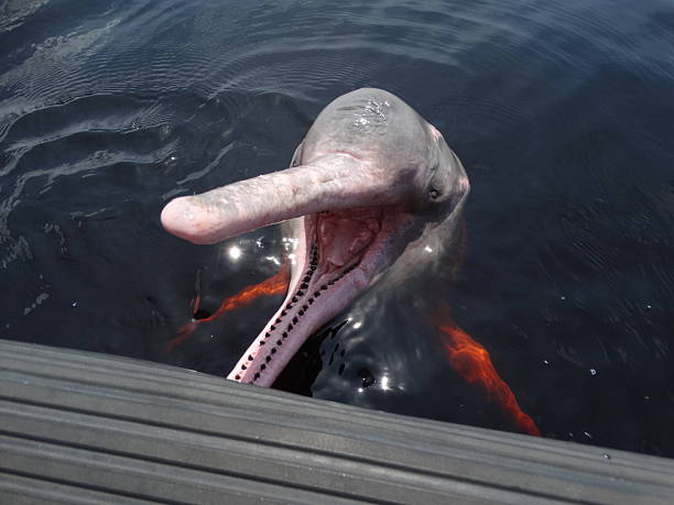 istock Amazon Boto River Dolphin, Rio Negro, Amazonas, Brazil 2240636717