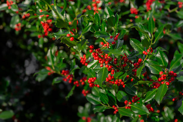 istock Holly berries. Red berries on green background 2240641615