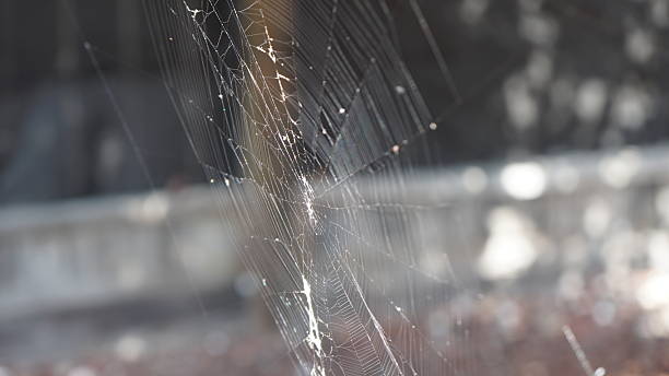 istock Intricate threads of a spider's web catch the sunlight. 2240645697