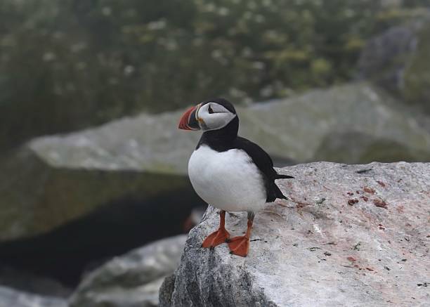 istock Atlantic Puffin (fratercula arctica) standing on the edge of a big rock 2240646856