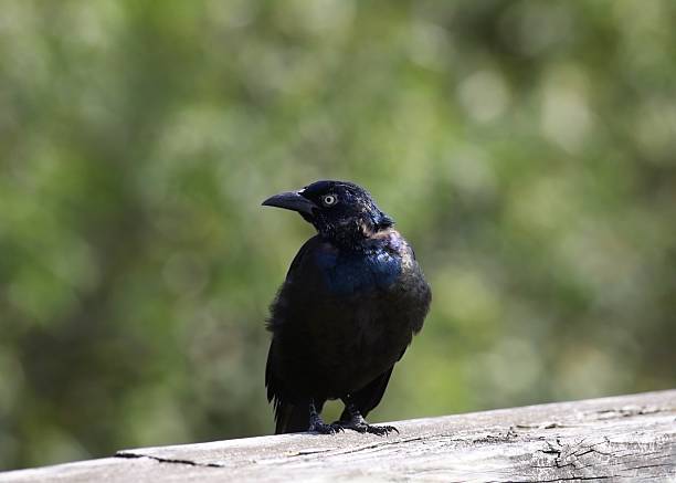 istock Common Grackle (male) (quiscalus quiscula) perched on a wooden railing 2240646924