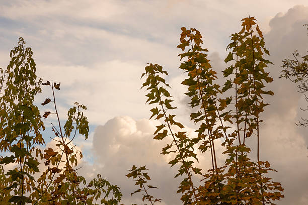 Tall trees in autumn rise against a clear blue sky, their leaves glowing in gold and orange. The scene captures seasonal color, airy clouds, and a calm, expansive mood that is ideal for nature, outdoor, and travel themes.