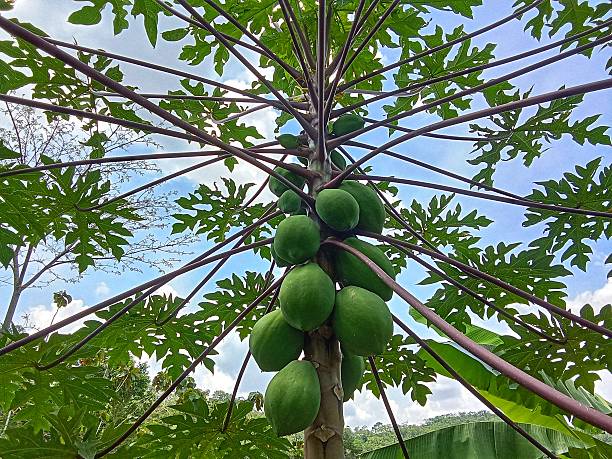 istock Papaya trees with purple trunk 2240649157