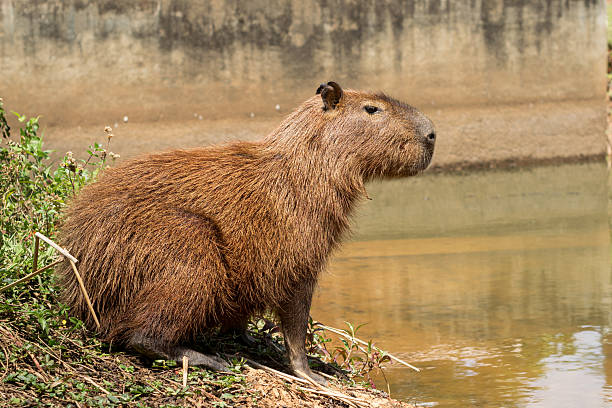 istock Hydrochoerus hydrochaeris  South American Capybara Refreshing by the Stream 2240649921