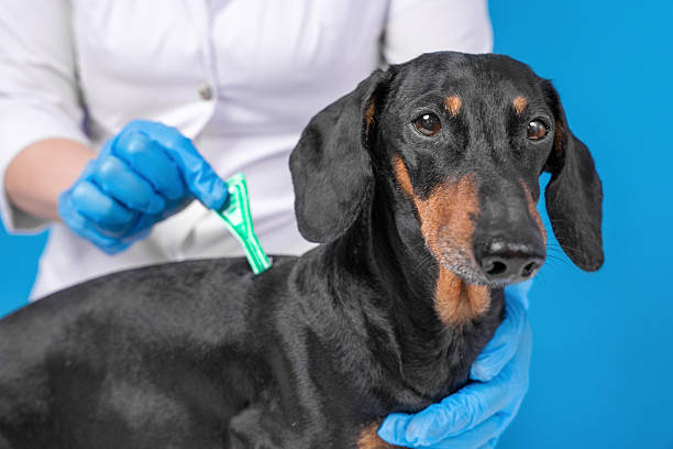 istock Veterinarian applying flea treatment on dachshund with blue gloves 2240650129