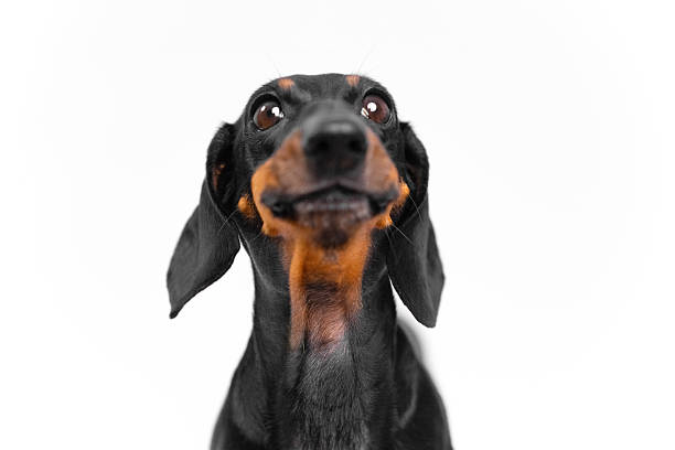 istock Happy dachshund portrait on white background for pet lovers 2240650249