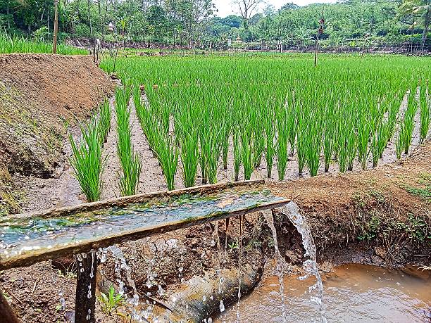 istock Irrigation system that supplies water to rice fields 2240651867
