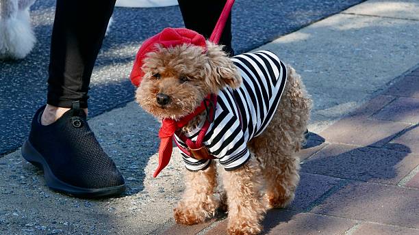 istock Poodles of Halloween 2240653600