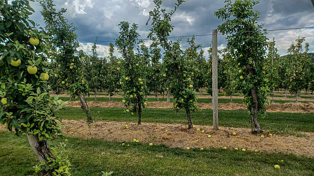 istock Rows of Apple Trees In Orchard 2240656073