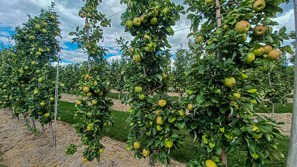 istock Rows of Apple Trees In Orchard 2240656077