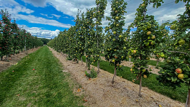 istock Rows of Apple Trees In Orchard 2240656081