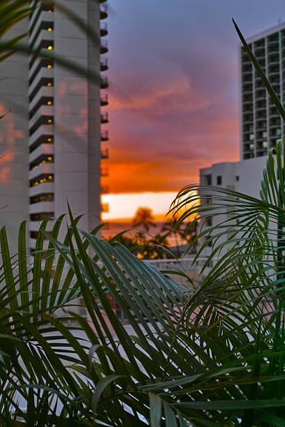 A breathtaking sunset casts warm hues over the urban skyline of Honolulu, Hawaii, with lush tropical palm leaves in the foreground punctuating the serene, picturesque moment on this Hawaiian island.