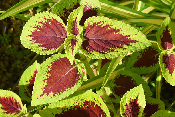 istock Coleus Plant, Pa Maet, Phrae, Thailand 2240668193