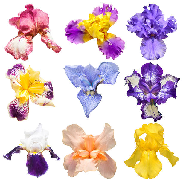 istock Collection of multicolored irises flowers isolated on white background. Hello spring. Flat lay, top view. Object, studio, floral pattern 2240668239