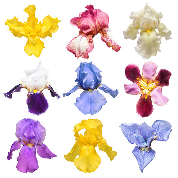 istock Collection of multicolored irises flowers isolated on white background. Hello spring. Flat lay, top view. Object, studio, floral pattern 2240668245