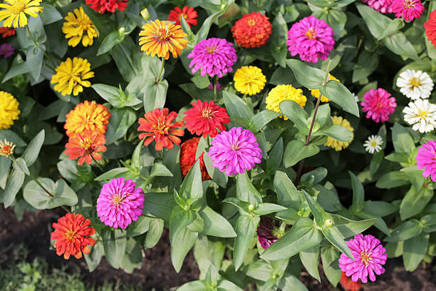 istock Colorful zinnias in full bloom 2240668301