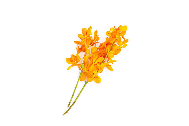 istock Yellow mokara orchid on white background. 2240668475