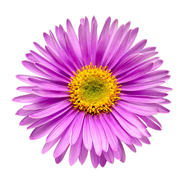 istock Pink flower aster alpine isolated on white background. Macro, daisy. Floral pattern, object. Flat lay, top view 2240669437