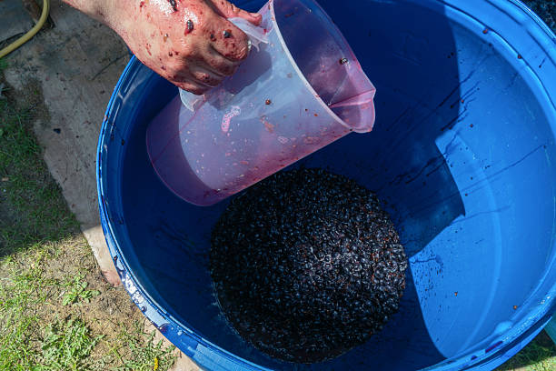 istock Hand pouring grape juice into barrel with crushed grapes during winemaking process. Traditional grape juice preparation with fresh fruit skins and purple must in rustic outdoor setting. 2240669510