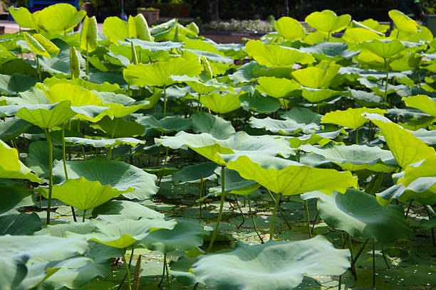 istock Large green lotus leaves overlapping in a dense pond. 2240669758
