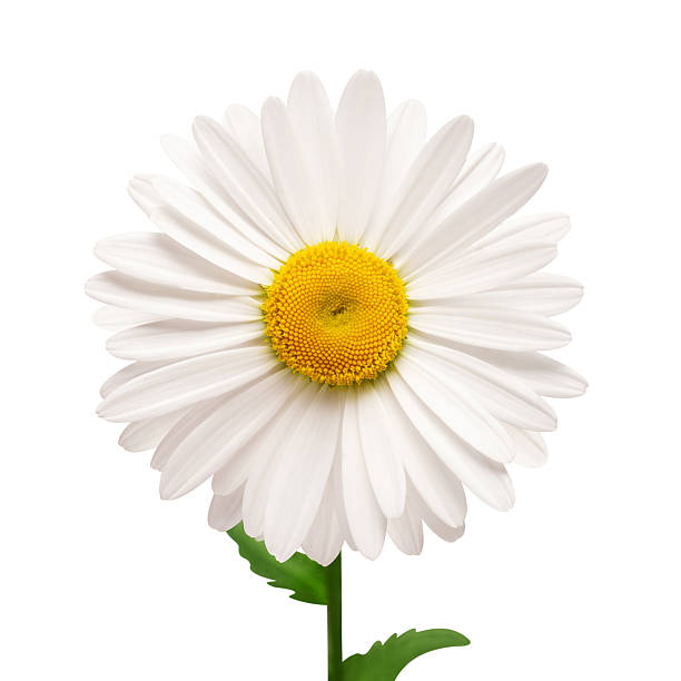 istock One white daisy flower isolated on white background. Flat lay, top view. Floral pattern, object 2240669971