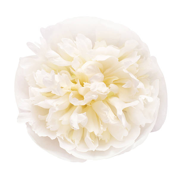 istock Peony head flower isolated on white background. Floral pattern, object. Flat lay, top view 2240670049