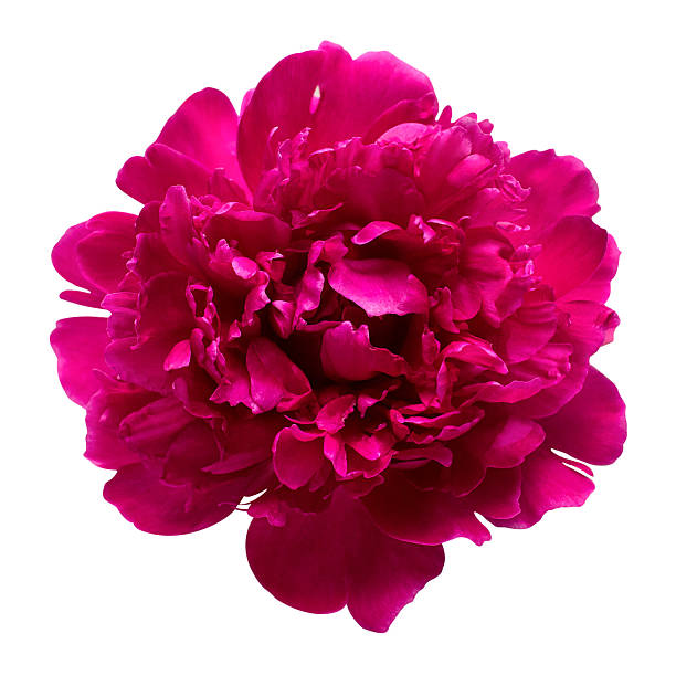 istock Pink peony head flower isolated on white background. Floral pattern, object. Flat lay, top view 2240670103