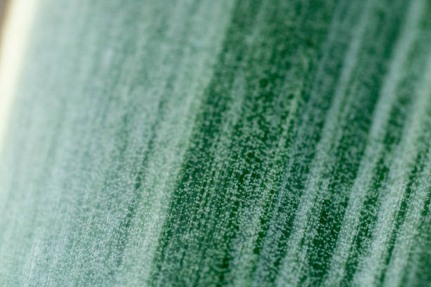 Close-up macro image of a variegated snake plant leaf showing fine textures, green and yellow tones under soft natural light.