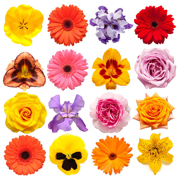 istock Collection flowers tulip, calendula, rose, iris, lily, gerbera, pansies, daisy isolated on white background. Creative spring composition, Easter, Valentine's Day. Flat lay, top view 2240671238