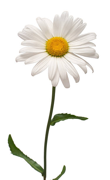 istock One white daisy flower isolated on white background. Flat lay, top view. Floral pattern, object 2240671392