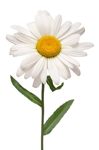 istock One white daisy flower isolated on white background. Flat lay, top view. Floral pattern, object 2240671396