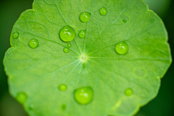 Close-Up Of Water Drops On Leaf