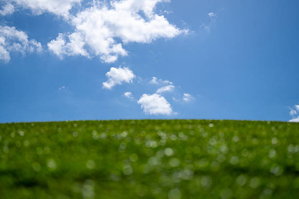 Empty grass spring field. Grass meadow. Lawn grass background. Spring green environment. Green grassy land. Spring countryside. Green backdrop. Grass pattern. Spring meadow