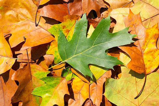 istock Autumn fall background. Autumn leaves for design. Fall leaves. 2240675716