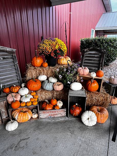 istock Various pumpkins displayed during the autumn harvest season 2240676763