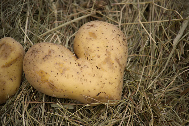 istock A heart shaped potato rests on a bed of hay, a unique and charming composition. 2240677163
