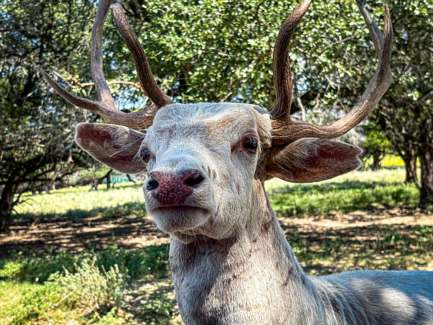 this deer also know as the Milu deer