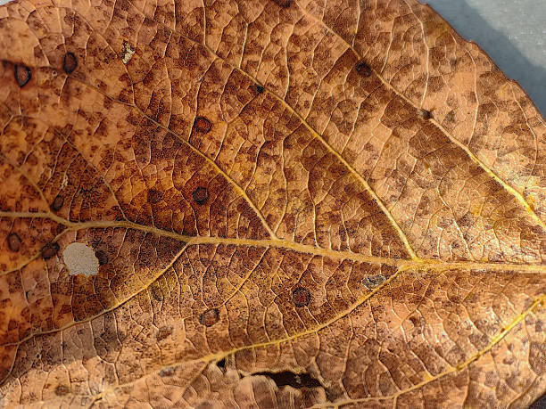 istock Close-up of a Dried Leaf 2240681778