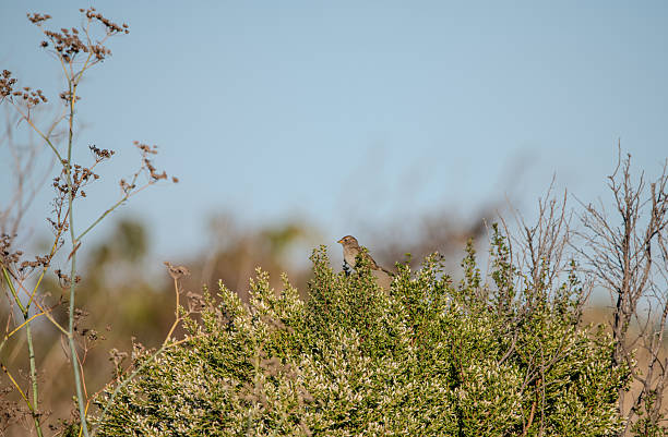istock Wildlife in the Bay Area at Dusk 2240682707