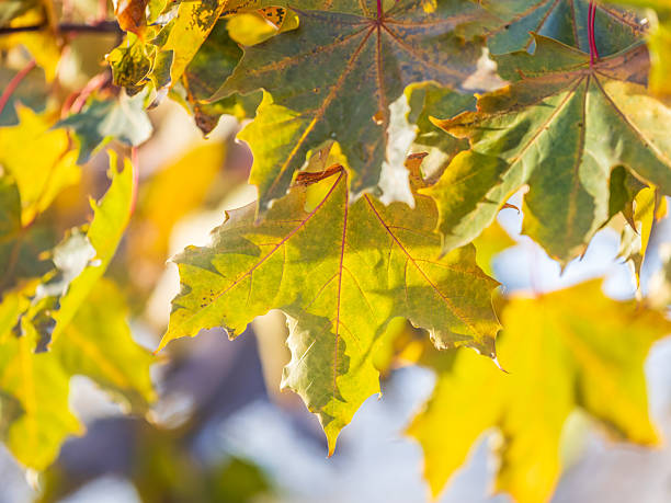 istock Maple branches with yellow leaves in autumn, in the light of sunset. 2240683029