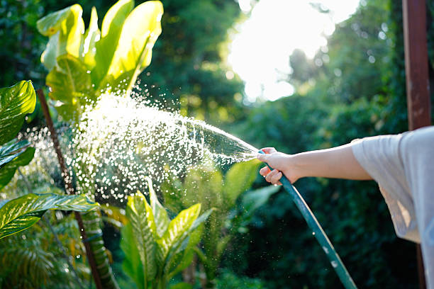 istock A hand holds a spray nozzle, watering plants in a garden 2240684001